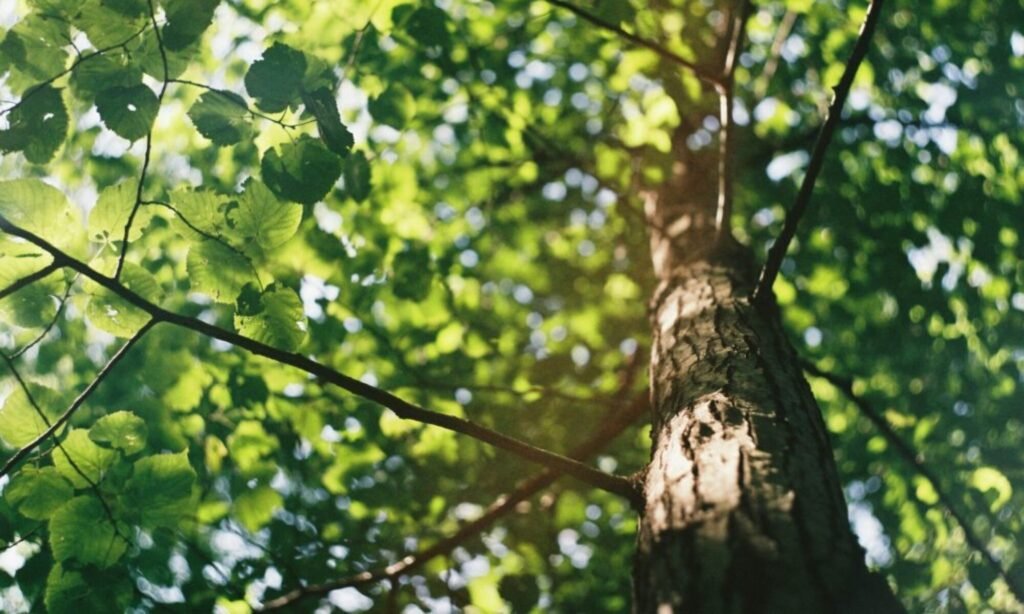 The Friendly Assist Accountancy way to help you out of the rebate jungle